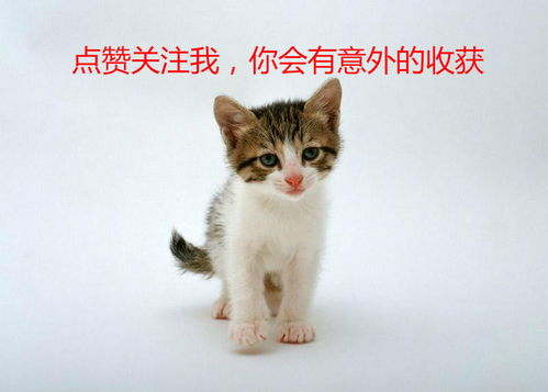 (猫咪解闷)猫咪解忧馆app:让可爱的小猫咪陪伴你,化解压力与忧愁 (猫咪解闷)猫咪解忧馆app:让可爱的小猫咪陪伴你,化解压力与忧愁