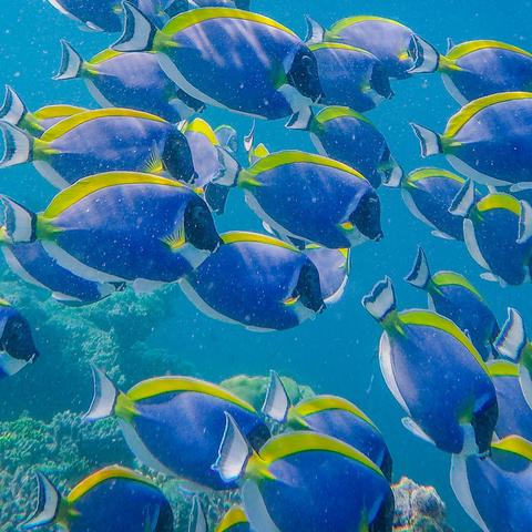 (苹果手机软件在桌面找不到了怎么办)苹果手机应用软件在桌面找不到了?别慌,这里有解决办法! (苹果手机软件在桌面找不到了怎么办)苹果手机应用软件在桌面找不到了?别慌,这里有解决办法!