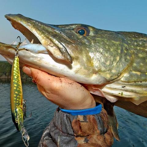 探索神奇水域进化的奥秘：揭示水下生态系统如何不断变迁与适应