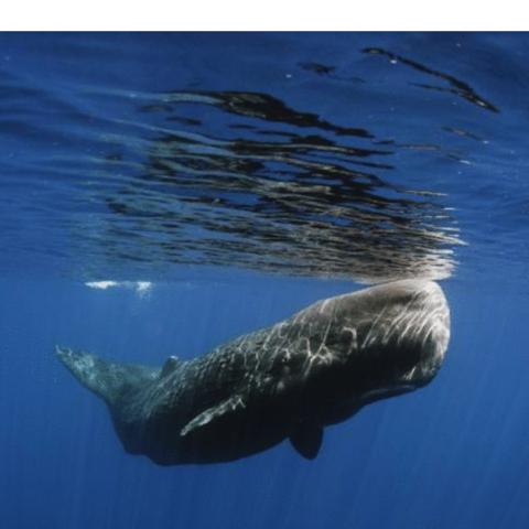 探索神奇水域进化的奥秘:揭示水下生态系统如何不断变迁与适应 探索神奇水域进化的奥秘:揭示水下生态系统如何不断变迁与适应