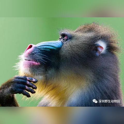 (聊斋的聊)聊斋ol微信小程序微端：探究更多神秘古怪故事，畅享文学之美