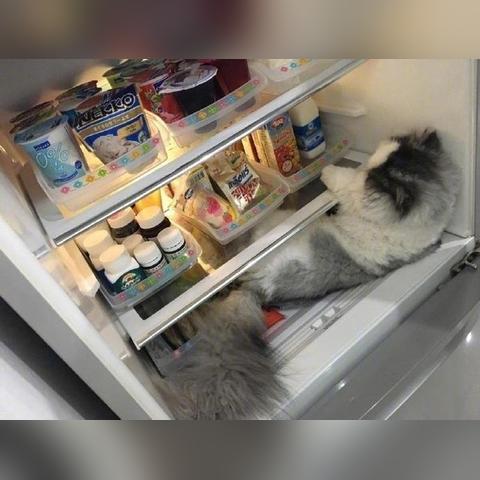 (小猫避暑方式)小猫的避暑方法: 夏日炎炎 如何给猫咪创造清凉的生活环境？