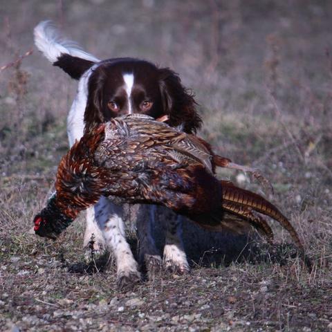 (超级猎手百科)超级狩猎英雄：勇闯极地，征服野兽，打造传奇帝国