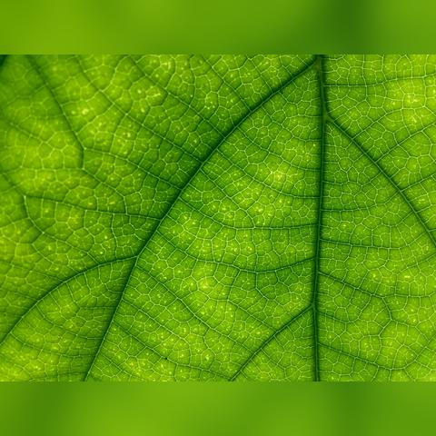 探寻丛林鸟的种类和生活习性，揭秘它们在自然界的神秘生态地位