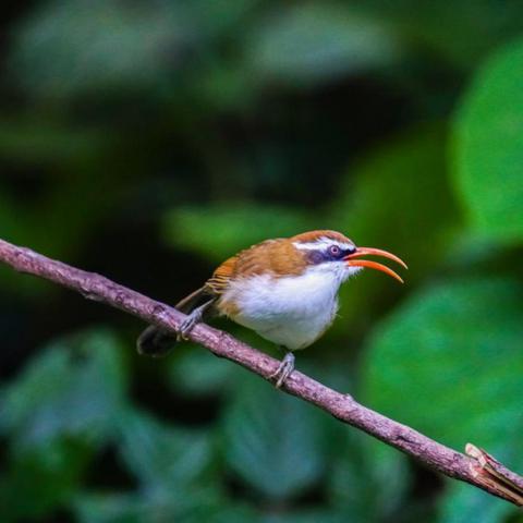 探寻丛林鸟的种类和生活习性,揭秘它们在自然界的神秘生态地位 探寻丛林鸟的种类和生活习性,揭秘它们在自然界的神秘生态地位