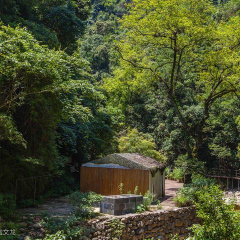 探寻丛林鸟的种类和生活习性,揭秘它们在自然界的神秘生态地位 探寻丛林鸟的种类和生活习性,揭秘它们在自然界的神秘生态地位