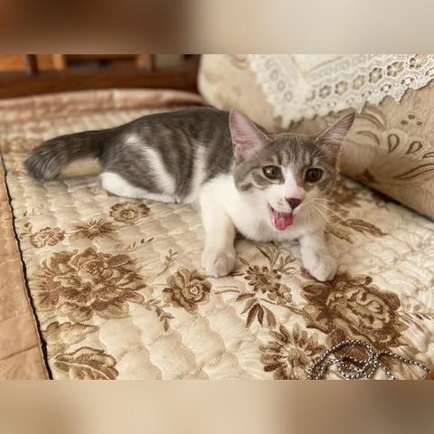 (猫的品种 田园)猫咪田园图鉴：探寻迷人猫咪的家园，揭秘它们的生活种种