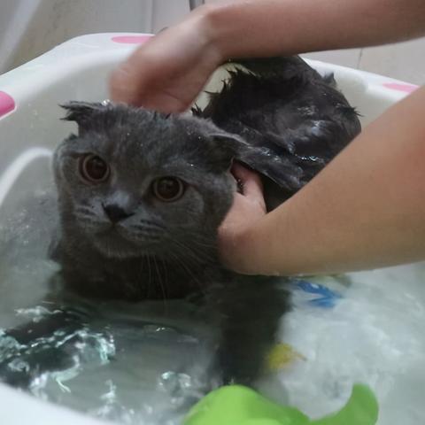 (猫的品种 田园)猫咪田园图鉴:探寻迷人猫咪的家园,揭秘它们的生活种种 (猫的品种 田园)猫咪田园图鉴:探寻迷人猫咪的家园,揭秘它们的生活种种