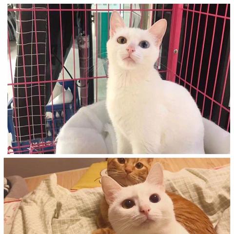 (猫的品种 田园)猫咪田园图鉴:探寻迷人猫咪的家园,揭秘它们的生活种种 (猫的品种 田园)猫咪田园图鉴:探寻迷人猫咪的家园,揭秘它们的生活种种