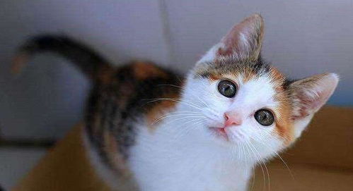 (探寻中华田园猫白猫的独特魅力和养护技巧是什么)探寻中华田园猫白猫的独特魅力和养护技巧