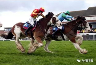 (顶级跑马牧场扩大土地)探秘顶级跑马牧场攻略：解析血统背后的高贵传承与魅力