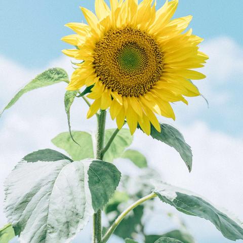 (电脑主题老是自动更换怎么办)电脑桌面主题老是自动更换，如何设定才能固定不变？