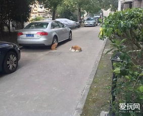 (我不应该在车里我应该在车底歌词是什么歌)我不该在车里我应该在车底：扭曲的现实与心中的欲望