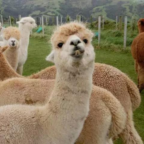 植物大联盟羊驼：揭秘其生态价值和环保焦点，呼唤全球共同保护珍稀物种