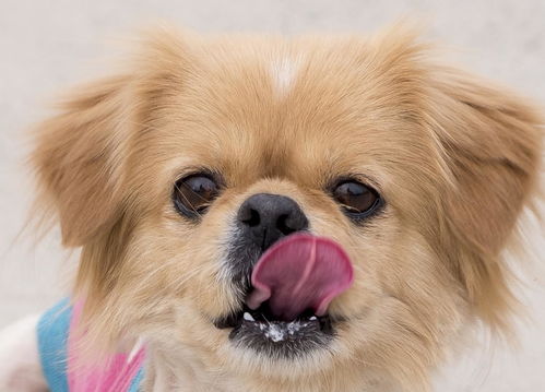 (开心萌宠官方版下载)探寻快乐之源：开心萌宠官方版带你领略无限可爱之乐