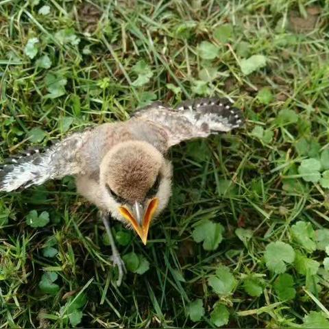 (小鸟翱翔是什么意思啊)轻盈翱翔天际：小鸟爱飞翔游戏攻略大揭秘