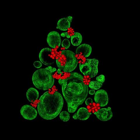 细胞大作战中文版全集:揭秘人体微观世界的奇妙旅程与生命奇迹 细胞大作战中文版全集:揭秘人体微观世界的奇妙旅程与生命奇迹
