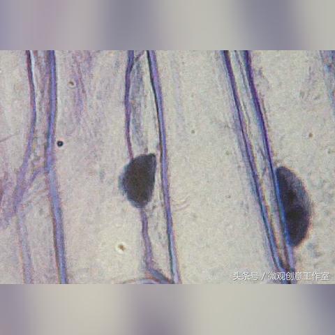 细胞大作战中文版全集:揭秘人体微观世界的奇妙旅程与生命奇迹 细胞大作战中文版全集:揭秘人体微观世界的奇妙旅程与生命奇迹