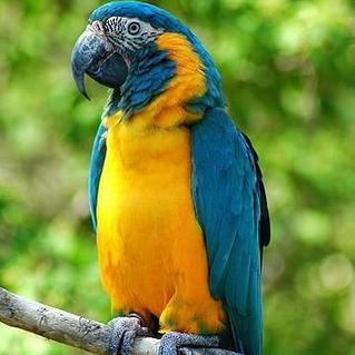 (什么动物调皮捣蛋)哪种动物调皮捣蛋? 一窥动物王国中最顽皮捣蛋的几大物种