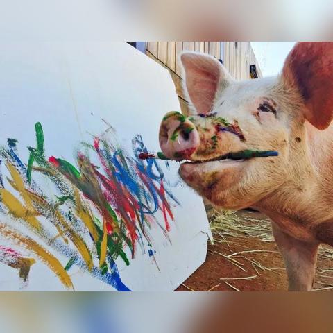 (什么动物调皮捣蛋)哪种动物调皮捣蛋? 一窥动物王国中最顽皮捣蛋的几大物种 (什么动物调皮捣蛋)哪种动物调皮捣蛋? 一窥动物王国中最顽皮捣蛋的几大物种