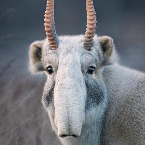 (什么动物调皮捣蛋)哪种动物调皮捣蛋? 一窥动物王国中最顽皮捣蛋的几大物种 (什么动物调皮捣蛋)哪种动物调皮捣蛋? 一窥动物王国中最顽皮捣蛋的几大物种