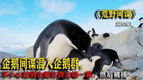 (企鹅间谍 中文配音)探索企鹅间谍世界:揭秘英文字幕下的精彩故事与角色解析 (企鹅间谍 中文配音)探索企鹅间谍世界:揭秘英文字幕下的精彩故事与角色解析