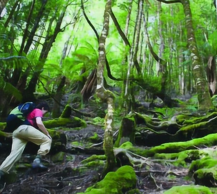 (陌生的森林这是一个强大怪物)在陌生的森林中徘徊:探寻大自然的奥秘和无限想象 (陌生的森林这是一个强大怪物)在陌生的森林中徘徊:探寻大自然的奥秘和无限想象