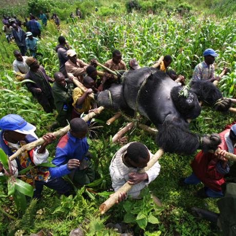 一步一陷阱，挑战你的智慧和勇气：探索仙境传说RO中爱如初见陷阱流猎人的独特技能及其在团队副本中的关键作用