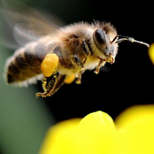 (小蜜蜂主播)网友质疑小蜜蜂老师直播是否真实可靠值得信赖? (小蜜蜂主播)网友质疑小蜜蜂老师直播是否真实可靠值得信赖?